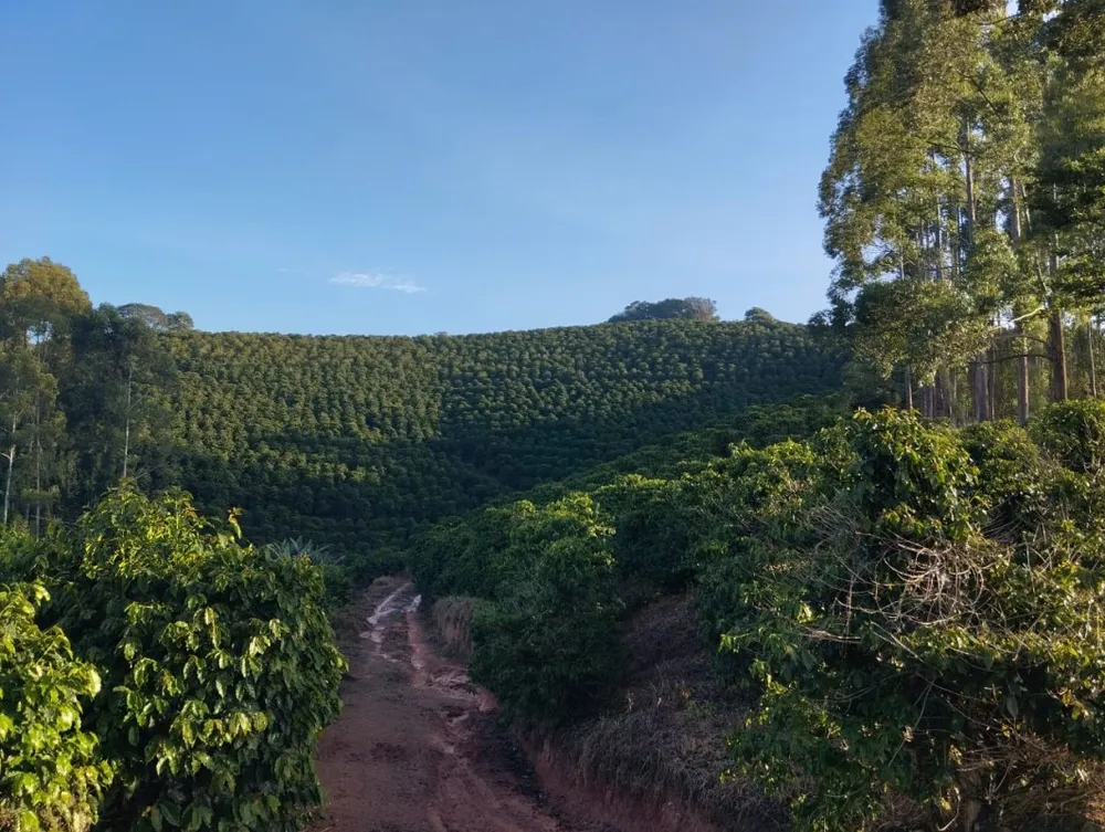 Fazenda, 60 hectares - Foto 6