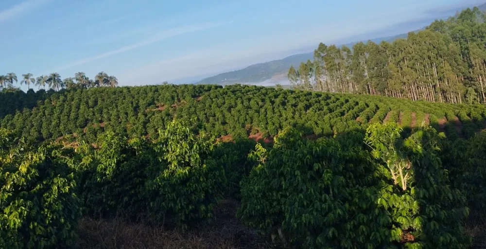 Fazenda, 60 hectares - Foto 11