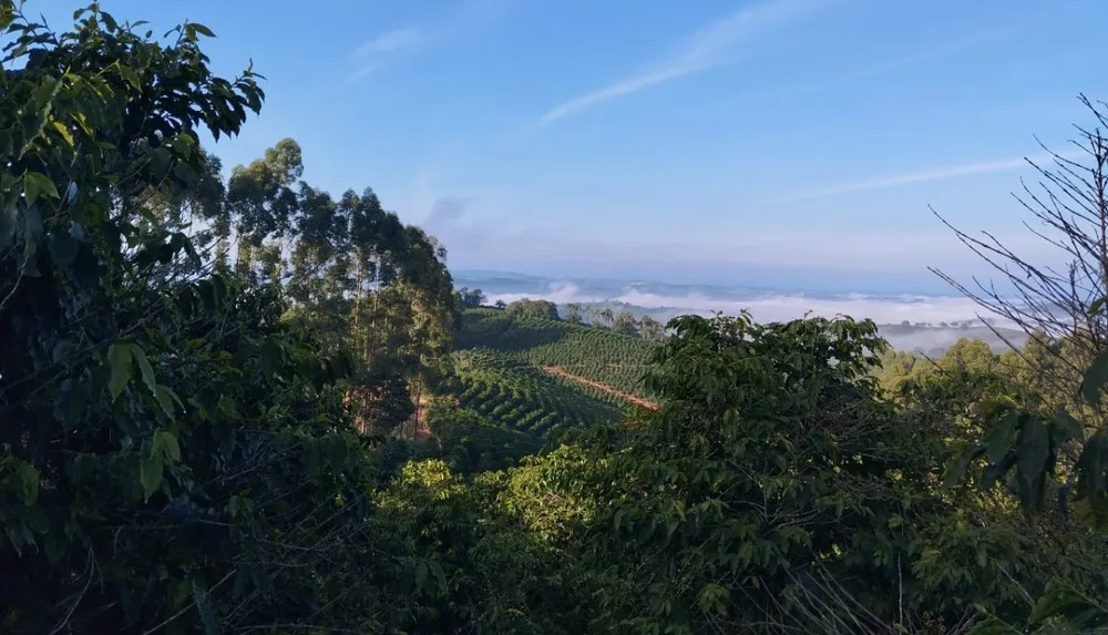 Fazenda, 60 hectares - Foto 7