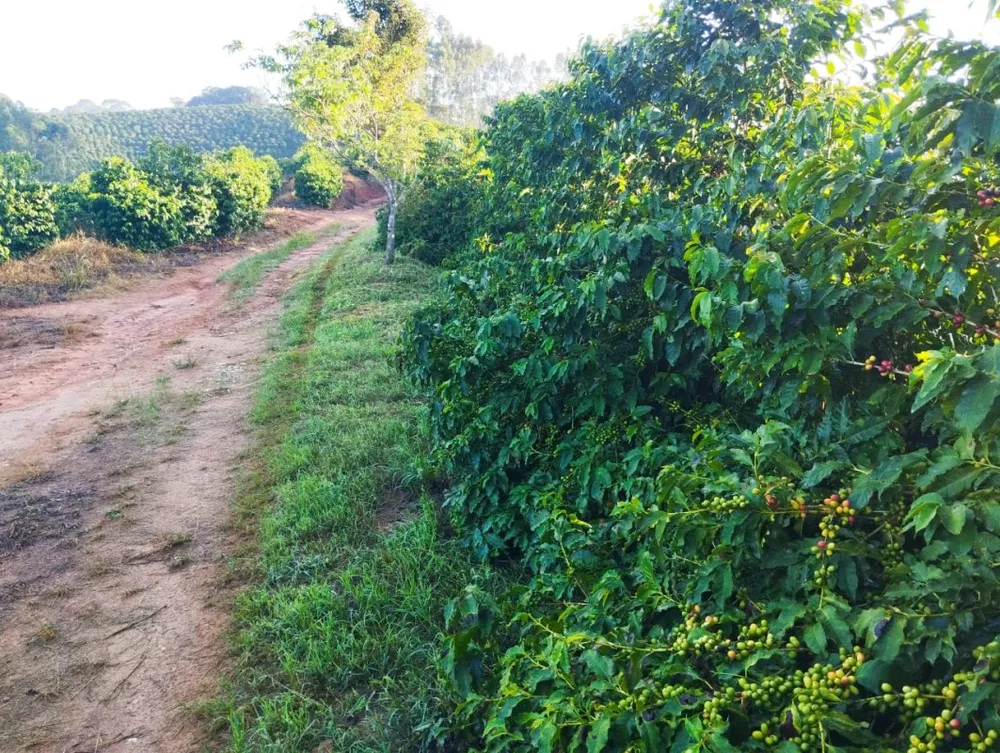Fazenda, 60 hectares - Foto 9