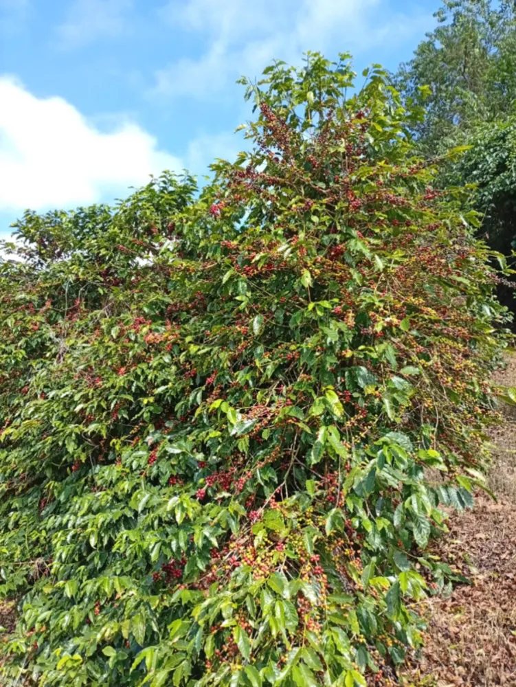 Fazenda, 60 hectares - Foto 2