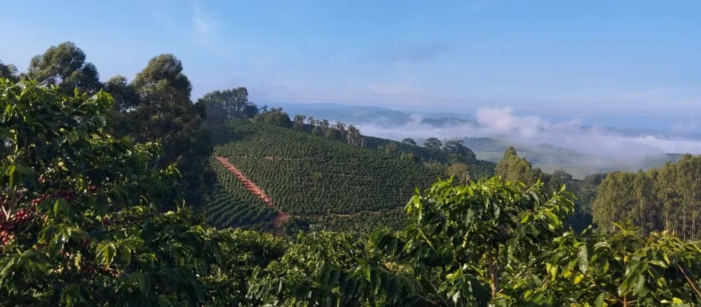 Fazenda, 60 hectares - Foto 18