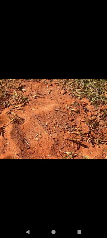 Fazenda, 9 hectares - Foto 16