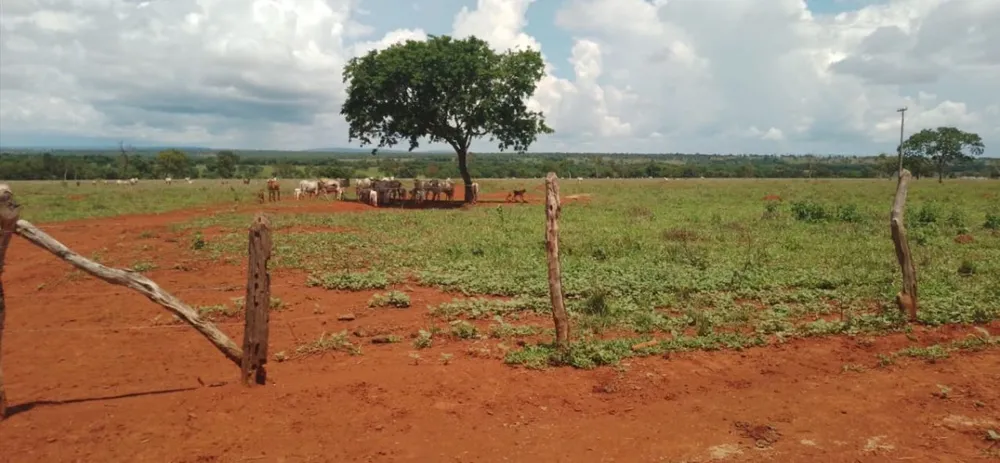 Fazenda, 831 hectares - Foto 8