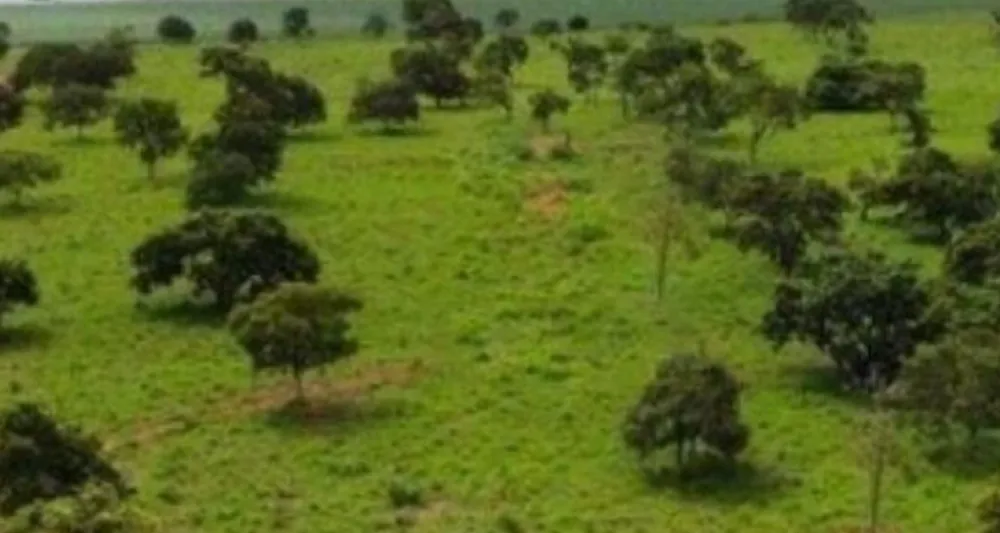 Fazenda, 831 hectares - Foto 9