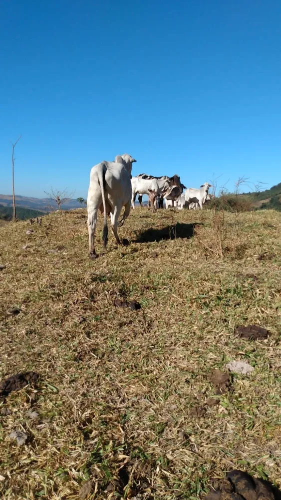 Fazenda, 3 quartos - Foto 9