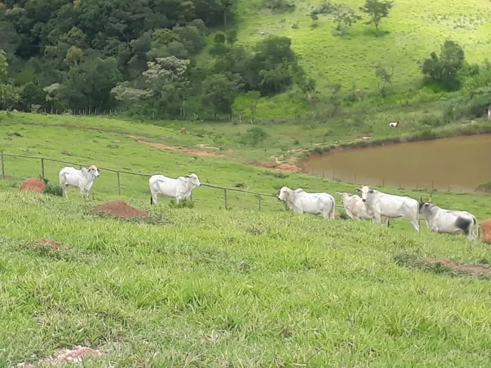 Fazenda, 3 quartos - Foto 6