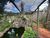 Terreno, 4000 m² - Foto 4