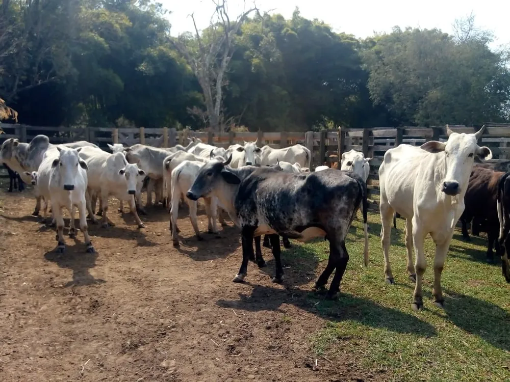 Chácara, 1 quarto, 53 hectares - Foto 4