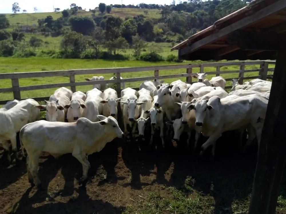 Chácara, 1 quarto, 53 hectares - Foto 3