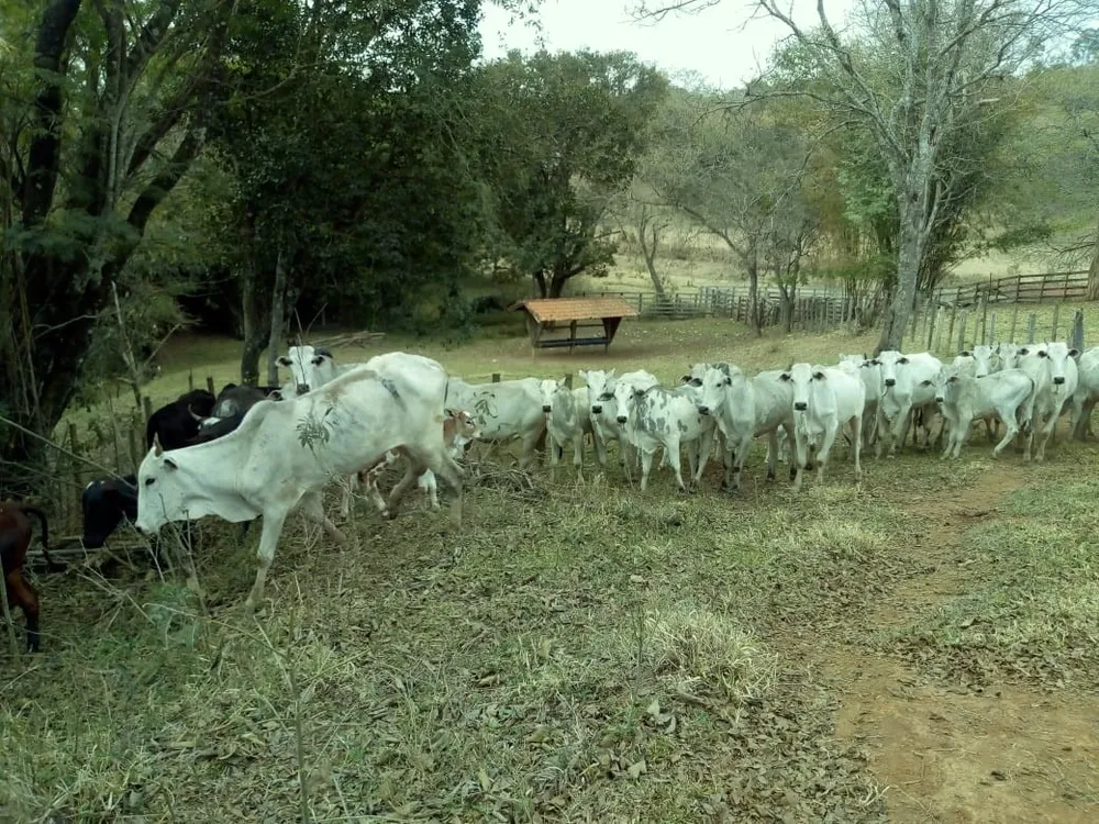 Chácara, 1 quarto, 53 hectares - Foto 1