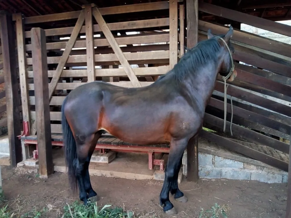 Fazenda, 53 hectares - Foto 8
