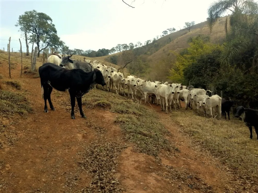 Fazenda, 53 hectares - Foto 6