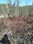 Terreno, 300 m² - Foto 3