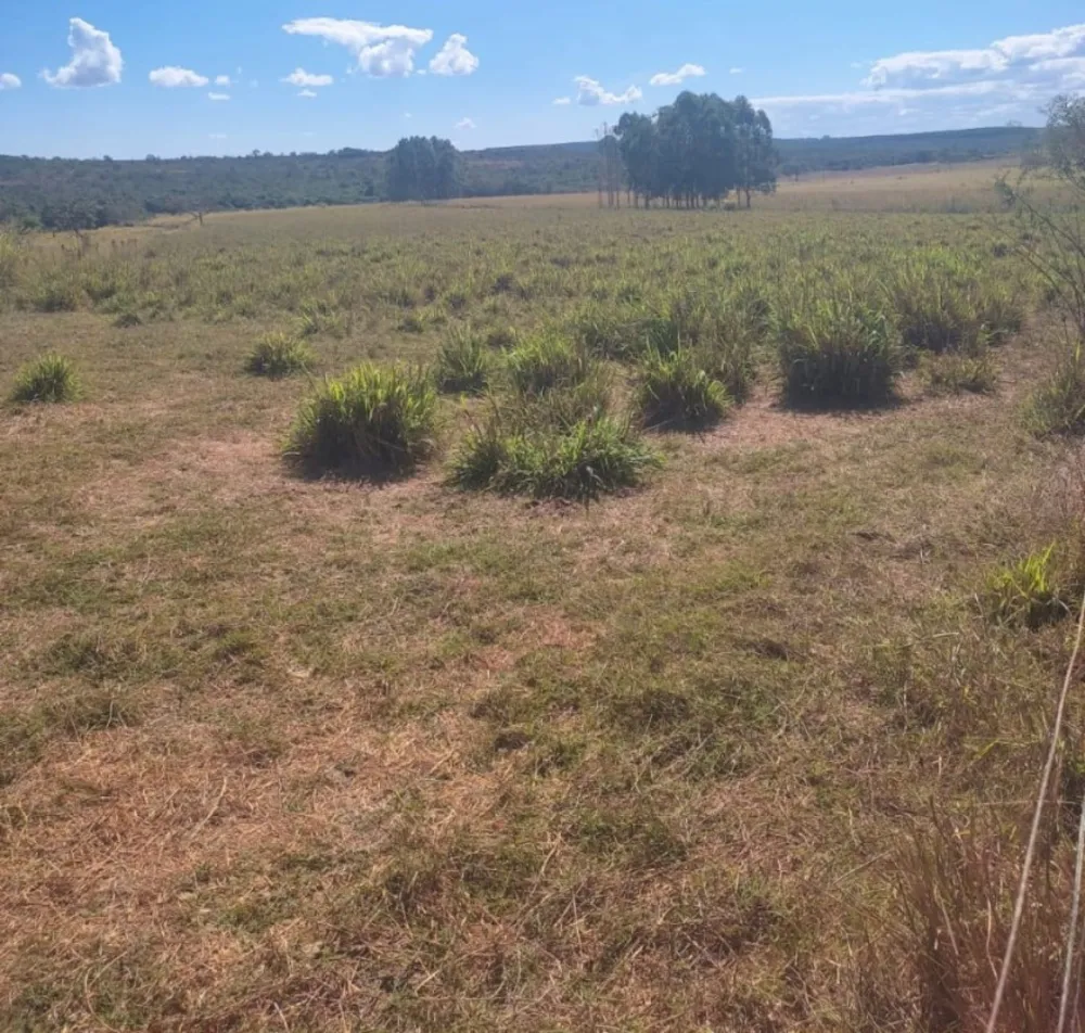 Fazenda, 654 hectares - Foto 7