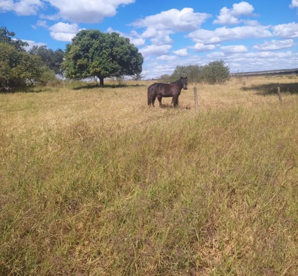 Fazenda, 654 hectares - Foto 14