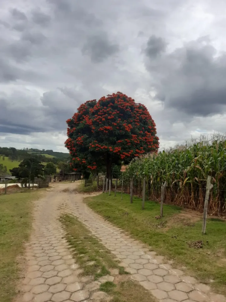 Fazenda, 4 quartos - Foto 3