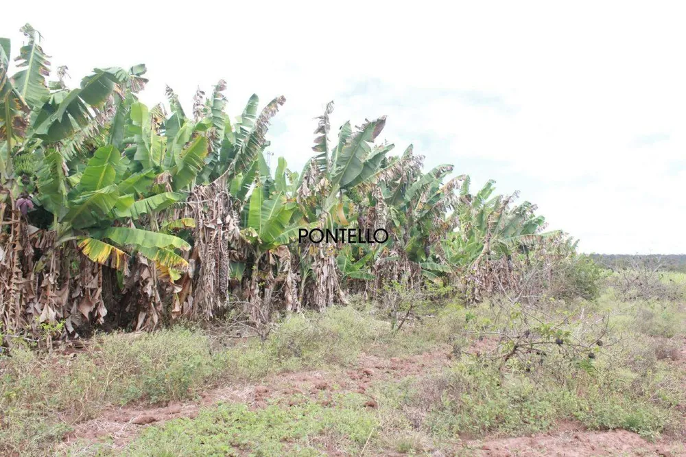 Fazenda, 250 hectares - Foto 4