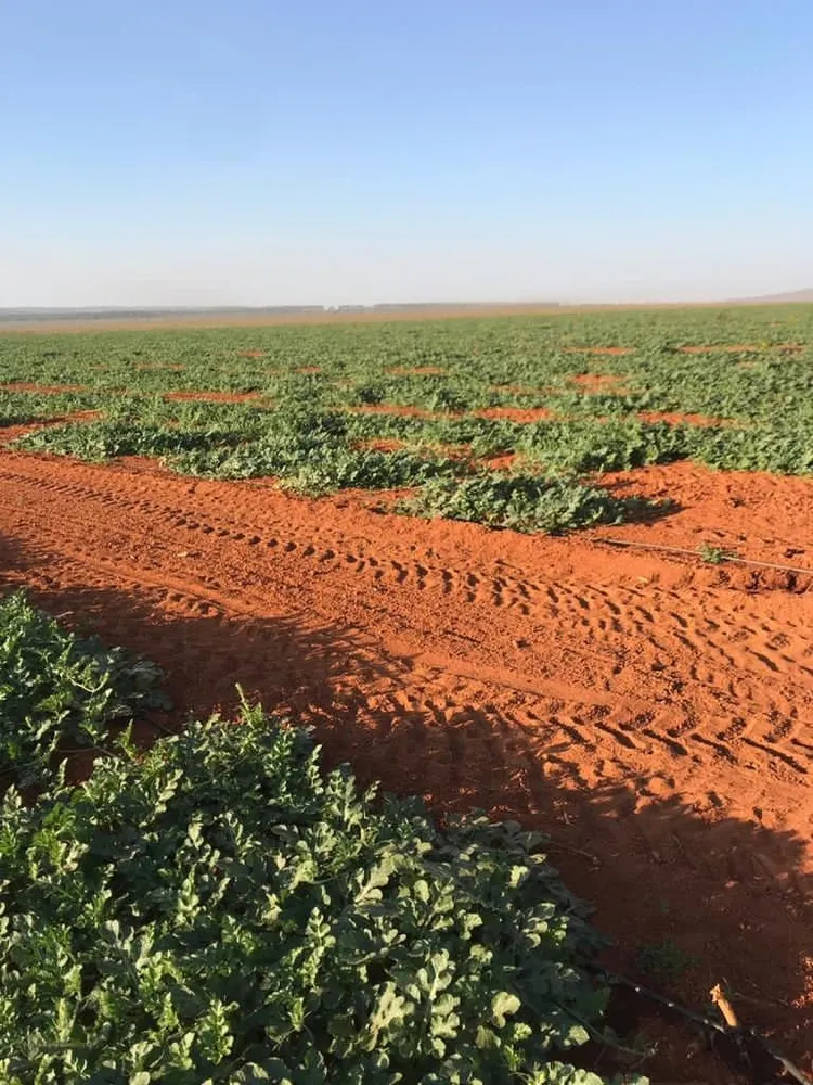 Fazenda, 2273 m² - Foto 6