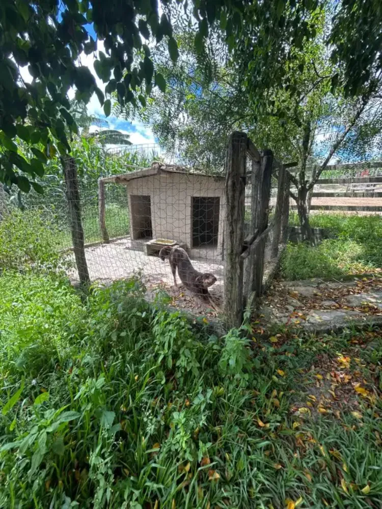 Chácara, 3 quartos, 7 hectares - Foto 13