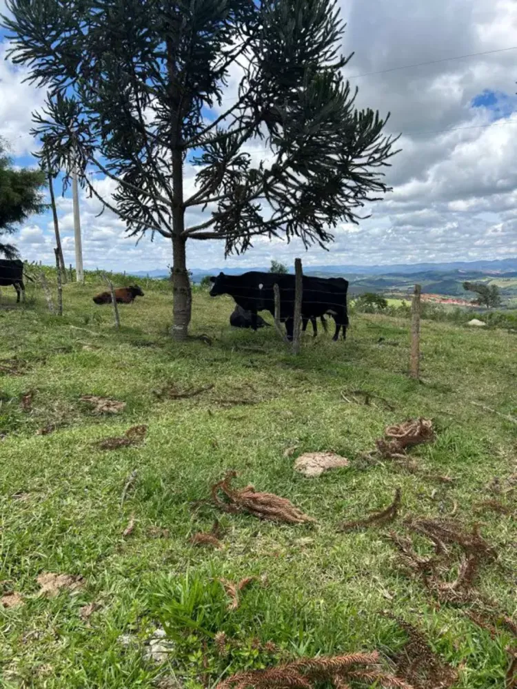 Chácara, 3 quartos, 7 hectares - Foto 14