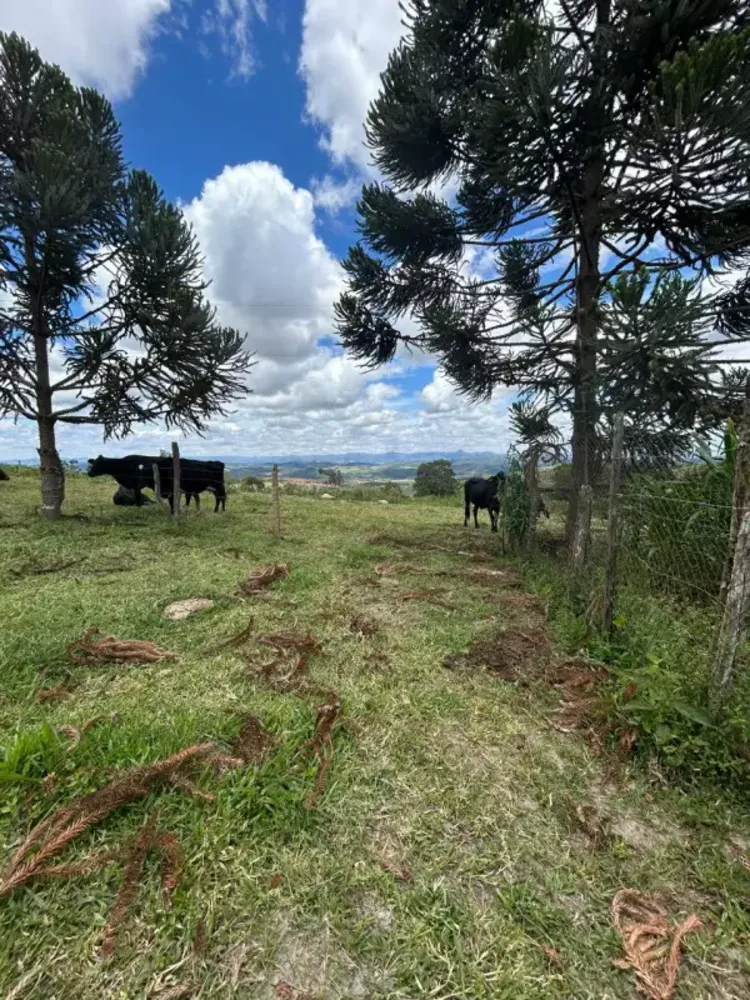 Chácara, 3 quartos, 7 hectares - Foto 15