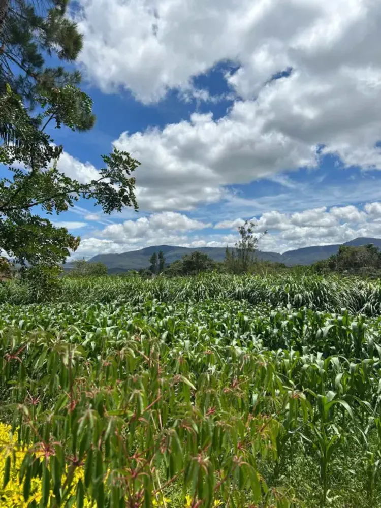 Chácara, 3 quartos, 7 hectares - Foto 9