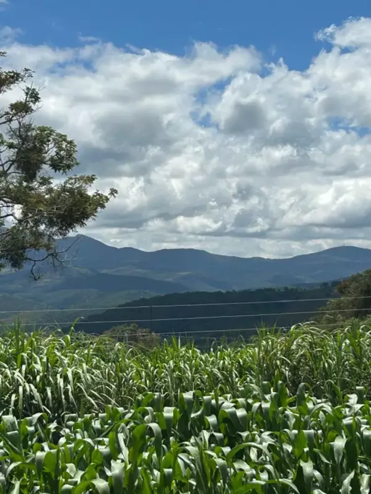 Sítio, 3 quartos, 7 hectares - Foto 11