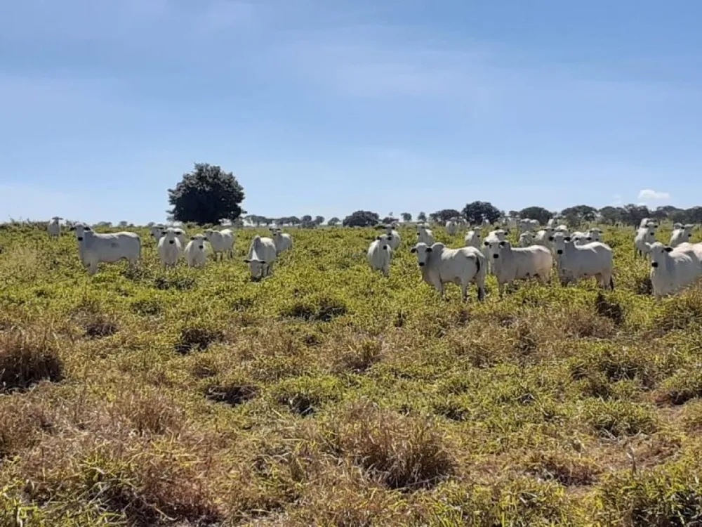 Fazenda, 5170 m² - Foto 4