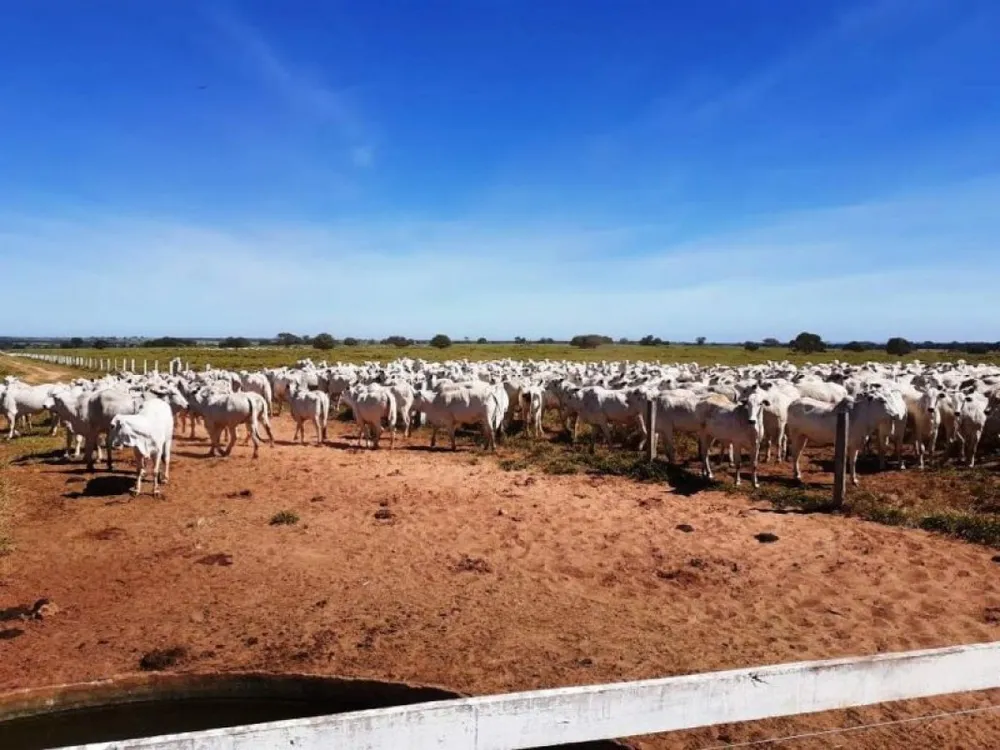 Fazenda, 5170 m² - Foto 4