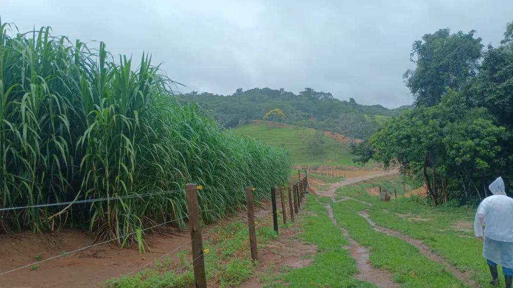 Fazenda, 19 hectares - Foto 8