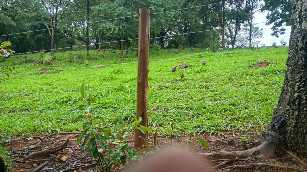 Fazenda, 19 hectares - Foto 7