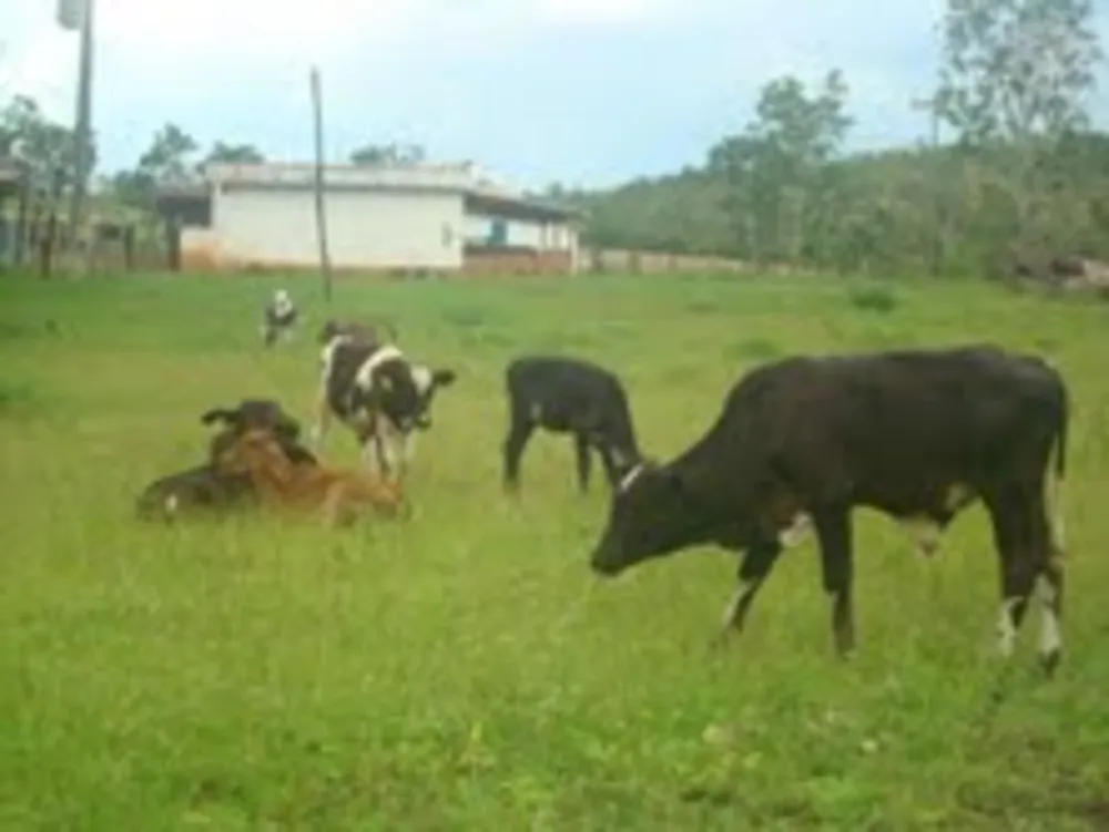 Terreno, 3 hectares - Foto 6