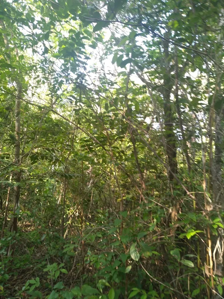 Terreno, 2500 m² - Foto 3