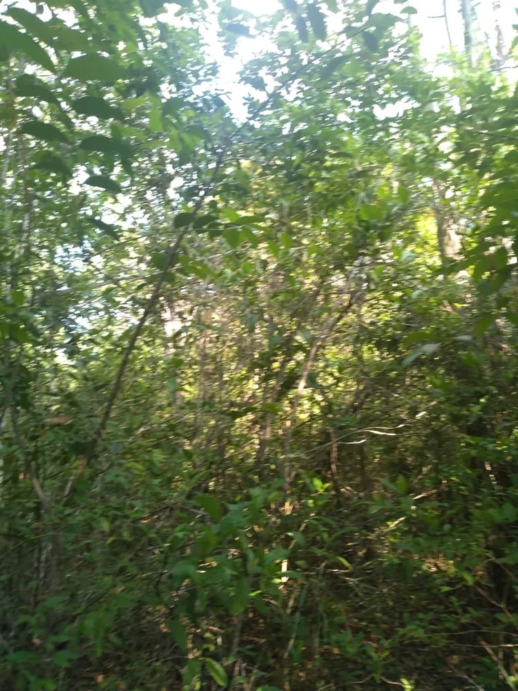 Terreno, 2500 m² - Foto 5