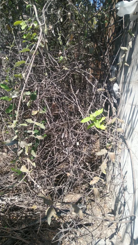 Terreno, 720 m² - Foto 3