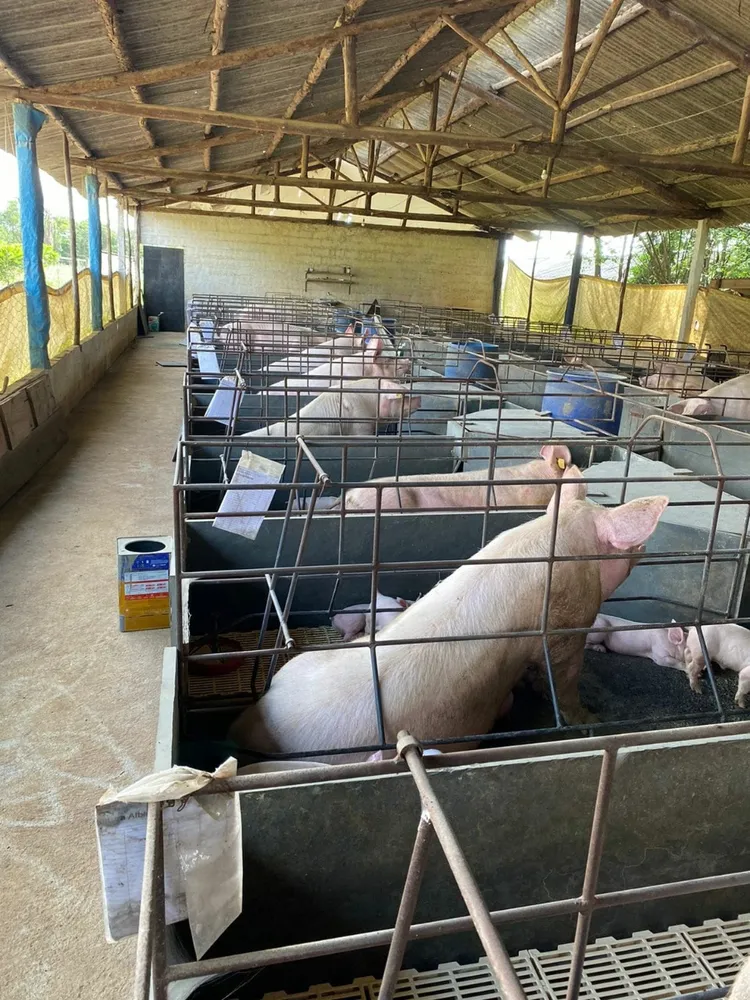 Fazenda, 3 quartos - Foto 5