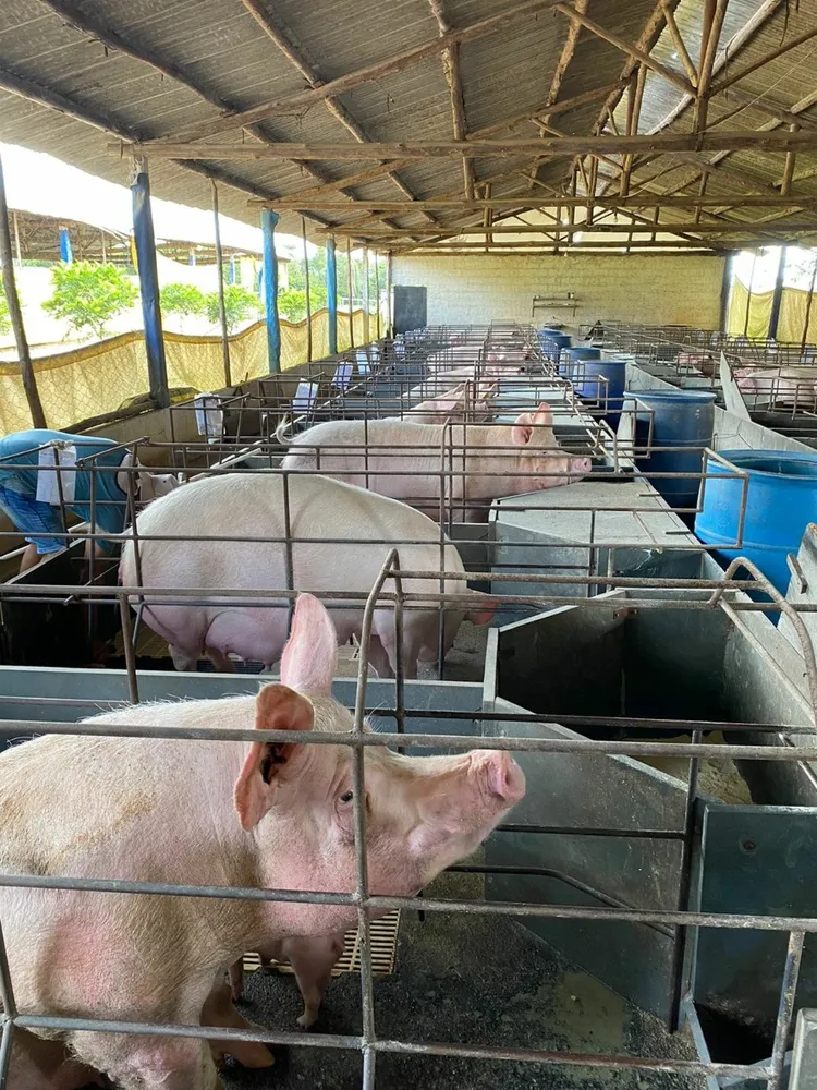 Fazenda, 3 quartos - Foto 4
