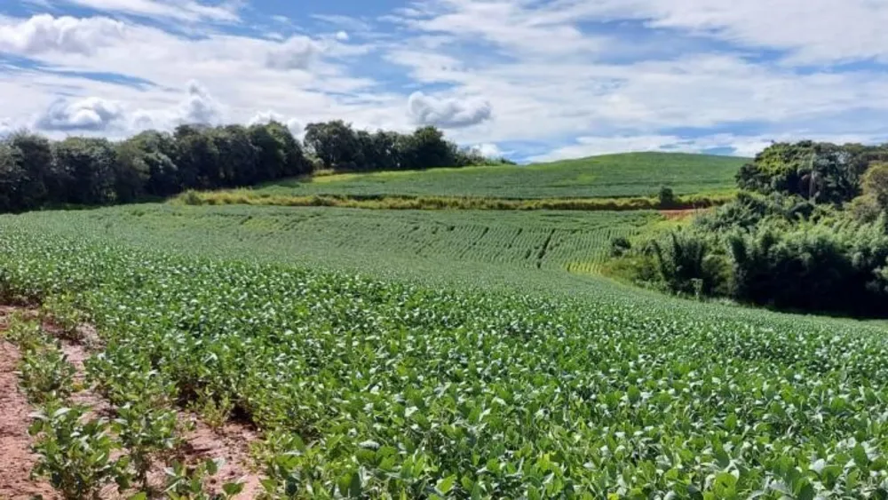Fazenda, 315 hectares - Foto 1
