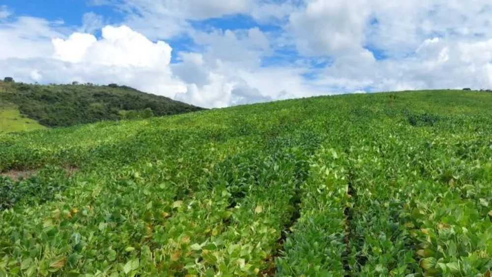Fazenda, 315 hectares - Foto 2