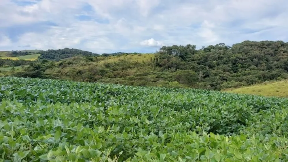 Fazenda, 315 hectares - Foto 8