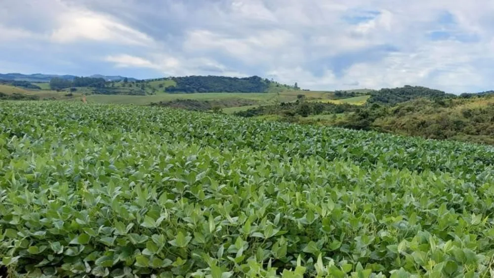 Fazenda, 315 hectares - Foto 3