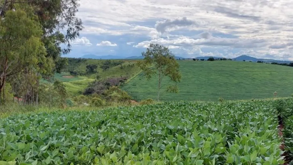 Fazenda, 315 hectares - Foto 4