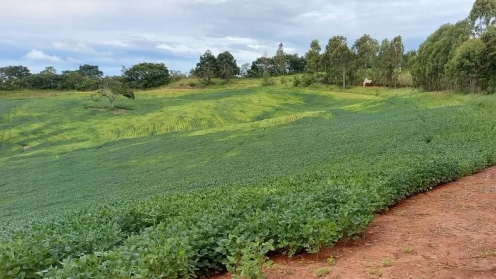 Fazenda, 315 hectares - Foto 10