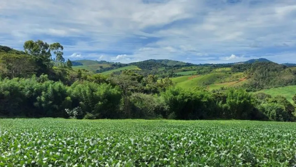 Fazenda, 315 hectares - Foto 7