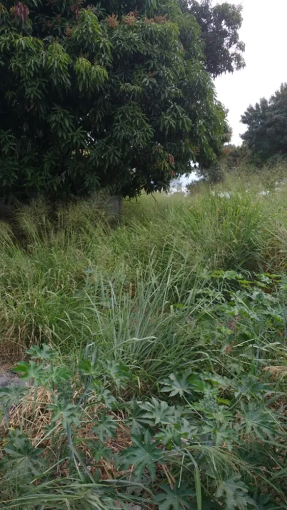 Terreno, 320 m² - Foto 2