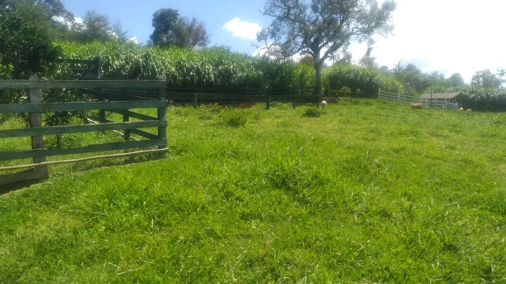 Fazenda, 53 hectares - Foto 19