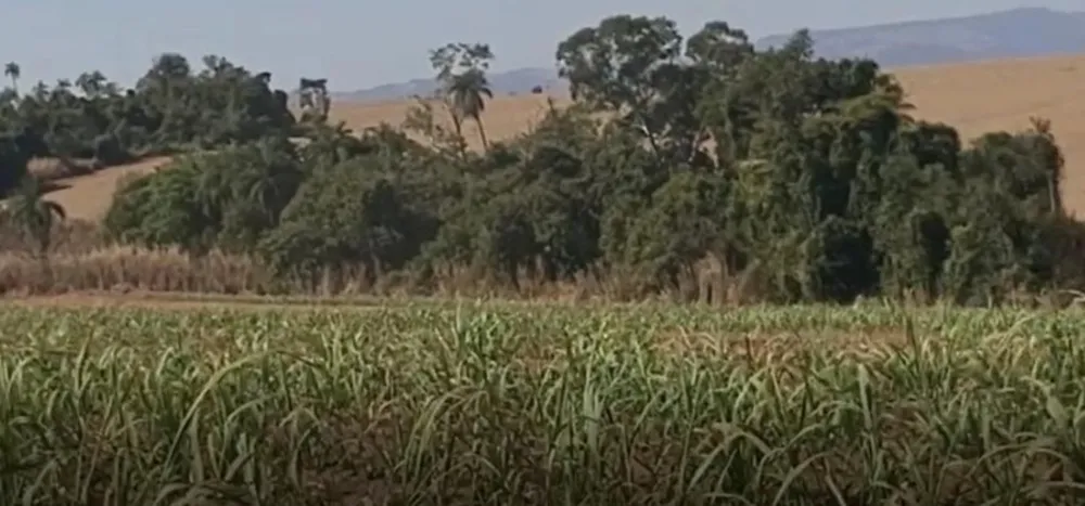 Fazenda, 90 hectares - Foto 3