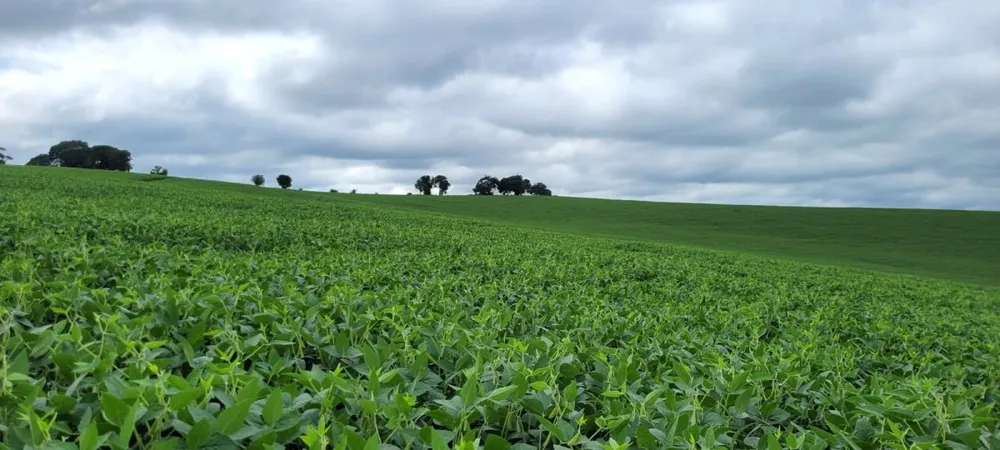 Fazenda, 40 hectares - Foto 7