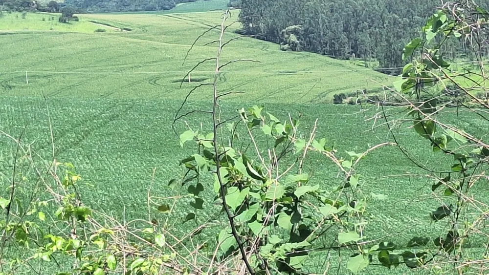 Fazenda, 40 hectares - Foto 11
